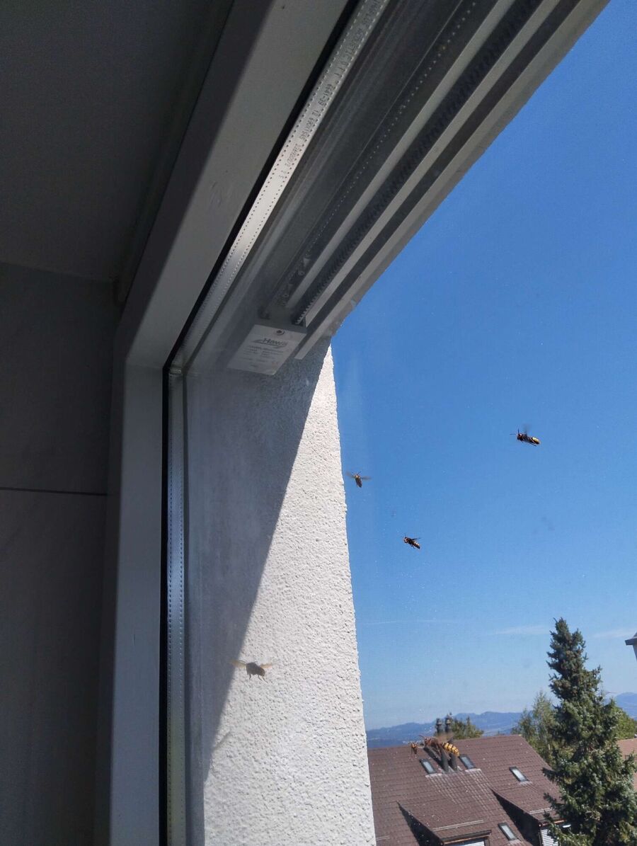 exterminateur d insectes a-Pailly.jpg