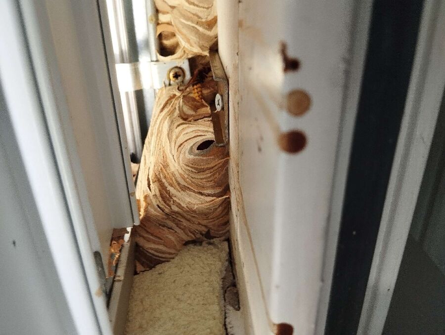 exterminateur d insectes a-Payerne.jpg