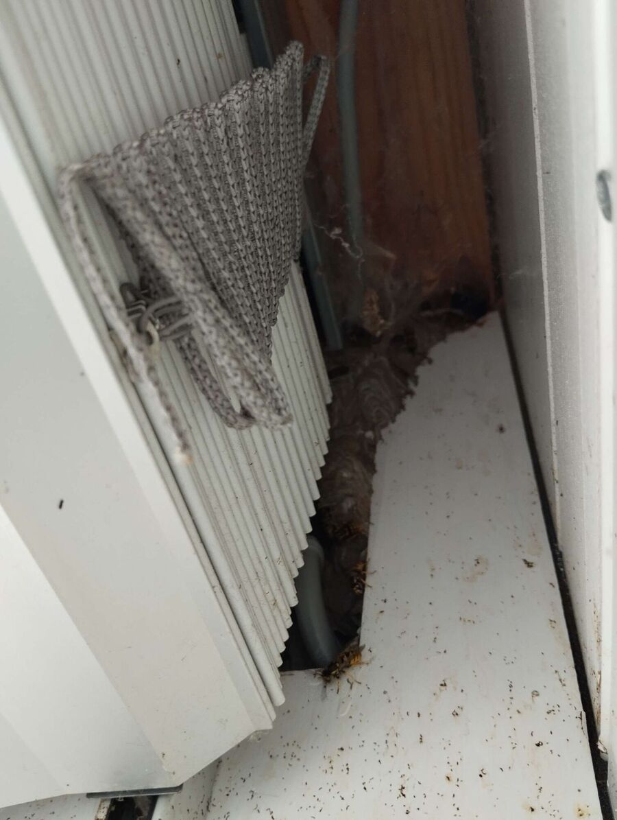 exterminateur d insectes a-Penthalaz.jpg