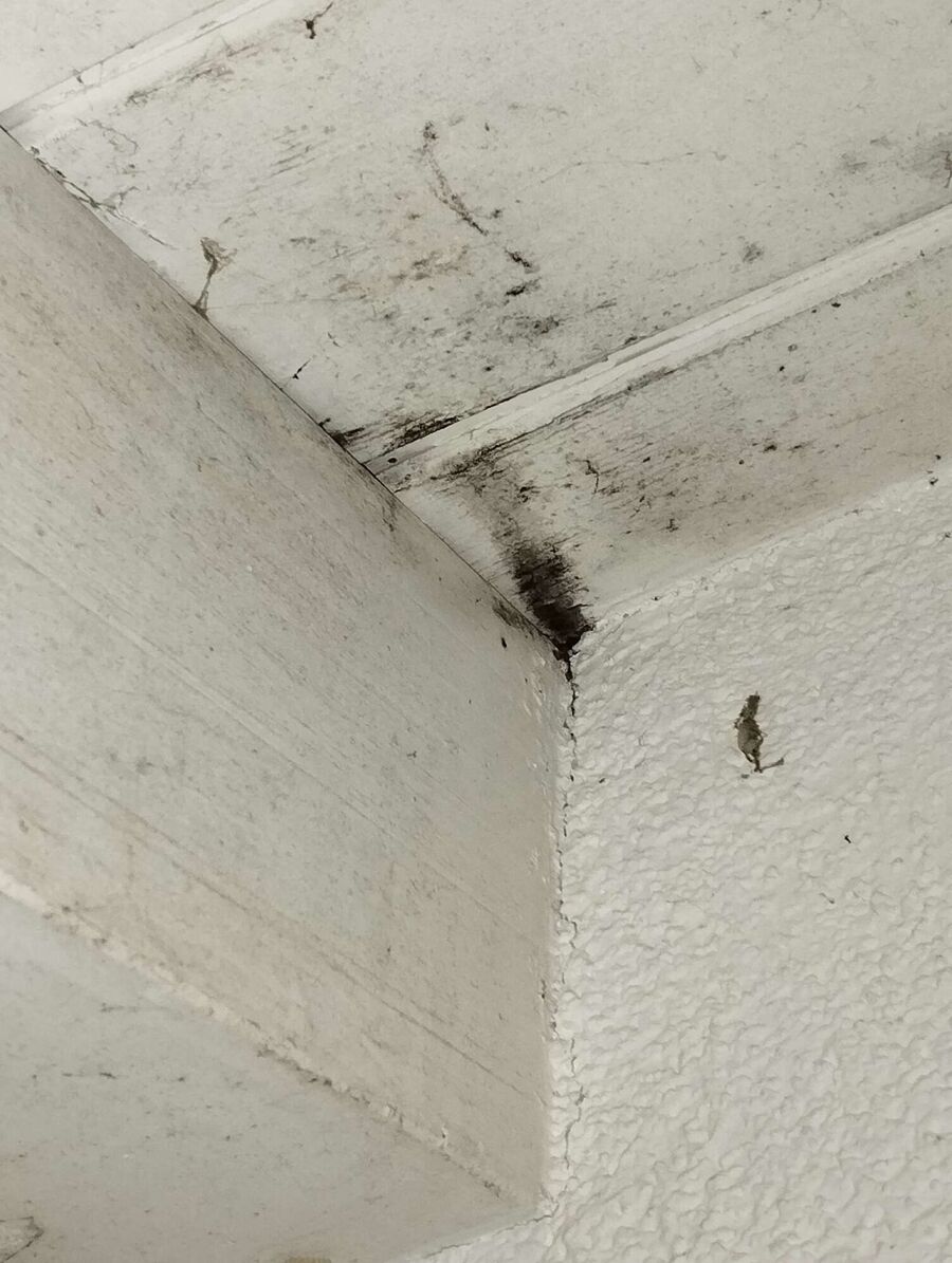 exterminateur d insectes a-Penthaz.jpg