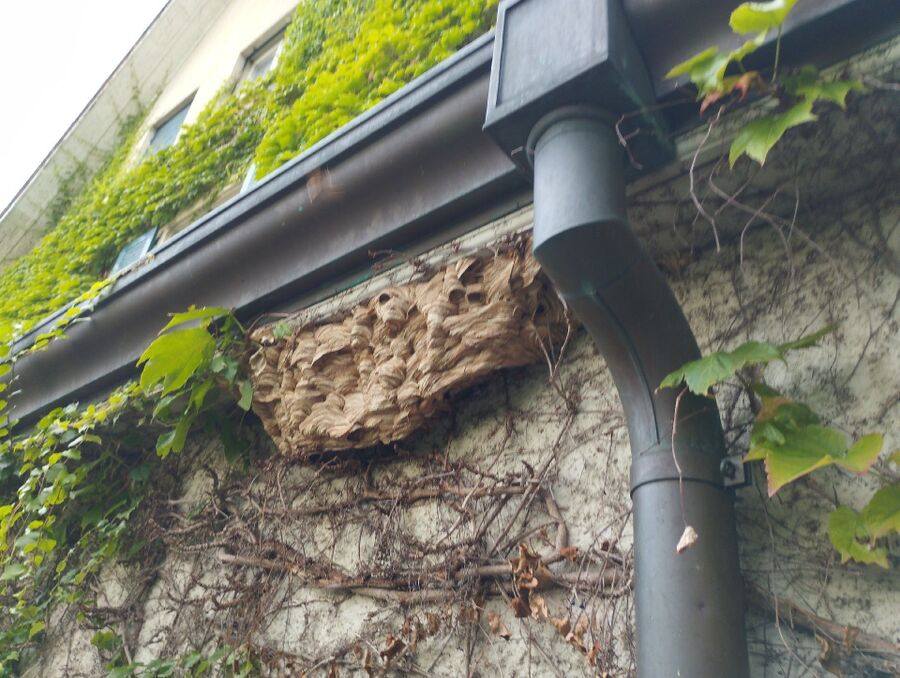 exterminateur d insectes a-Penthéréaz.jpg