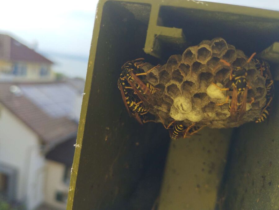 exterminateur d insectes a-Poliez-Pittet.jpg