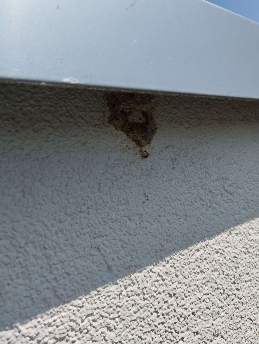 exterminateur d insectes a-Pompaples.jpg