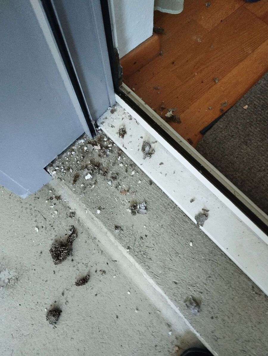 exterminateur d insectes a-Pomy.jpg