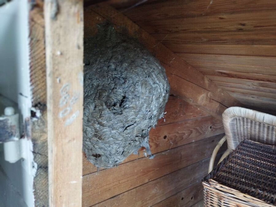 exterminateur d insectes a-Prangins.jpg