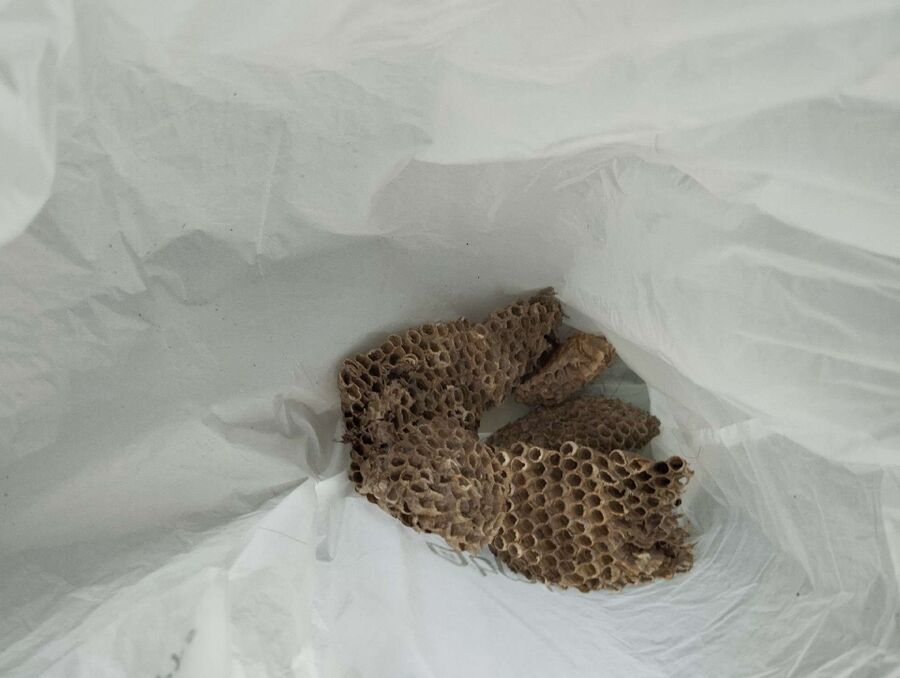 exterminateur d insectes a-Prilly.jpg