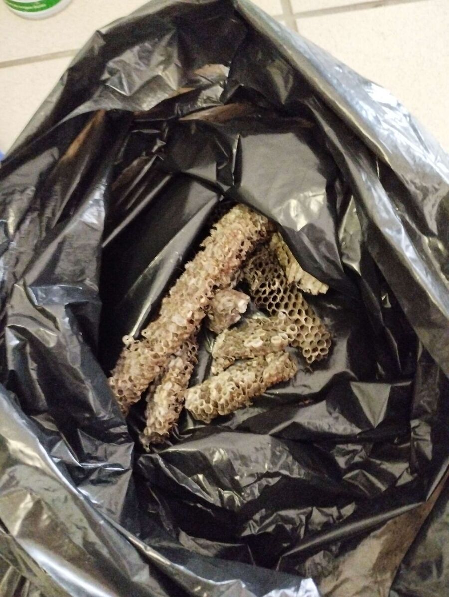 exterminateur d insectes a-Pully.jpg