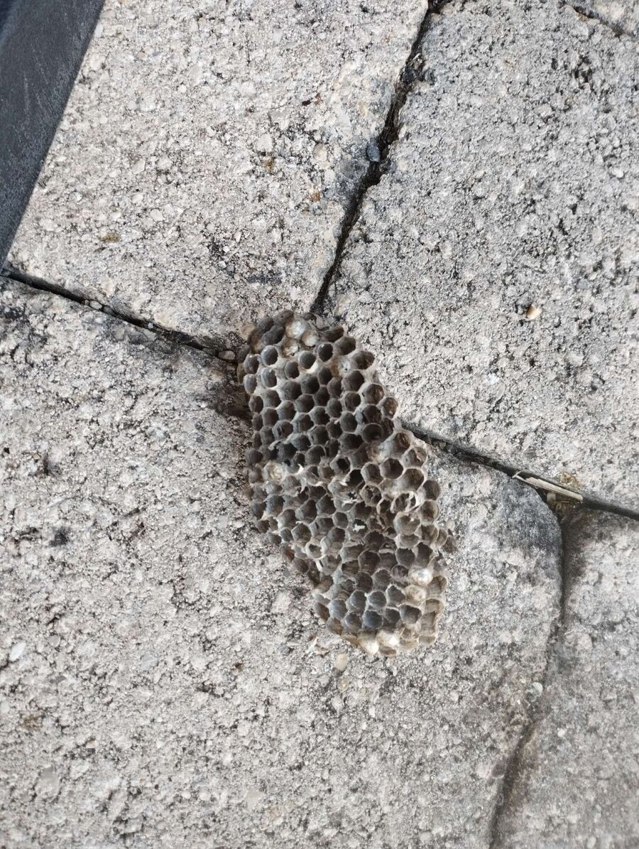 exterminateur d insectes a-Presinge.jpg