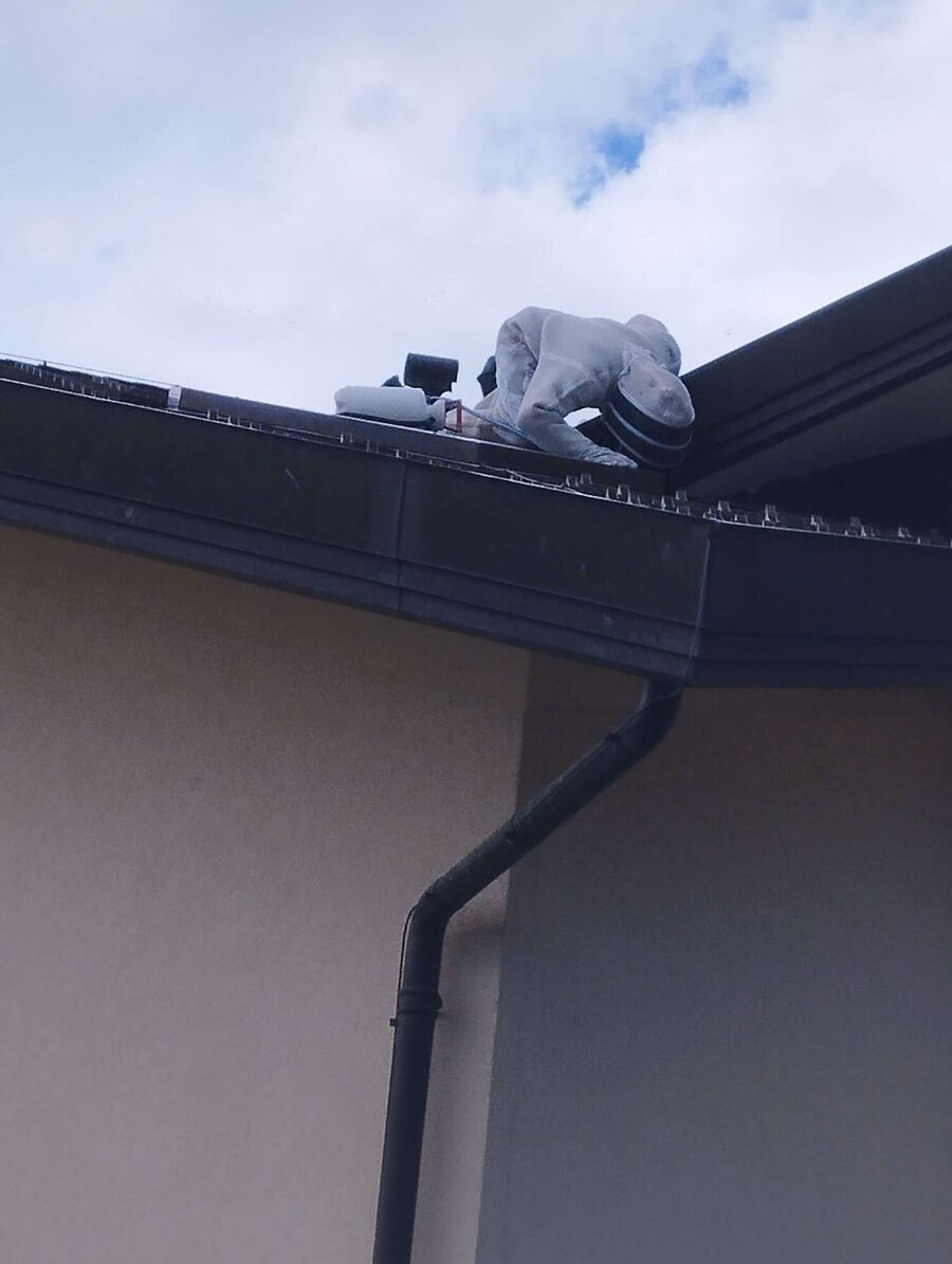 exterminateur d insectes a-Renens (VD).jpg