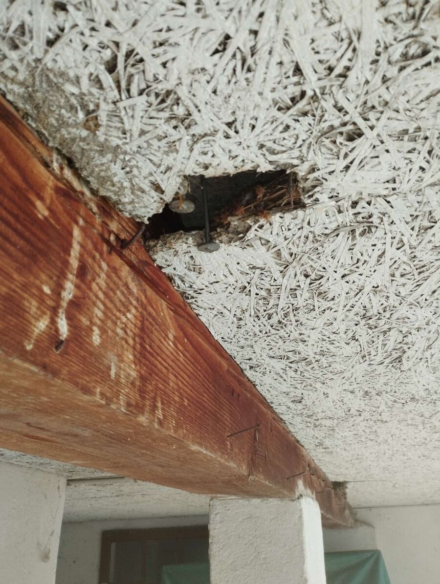 exterminateur d insectes a-Roche (VD).jpg