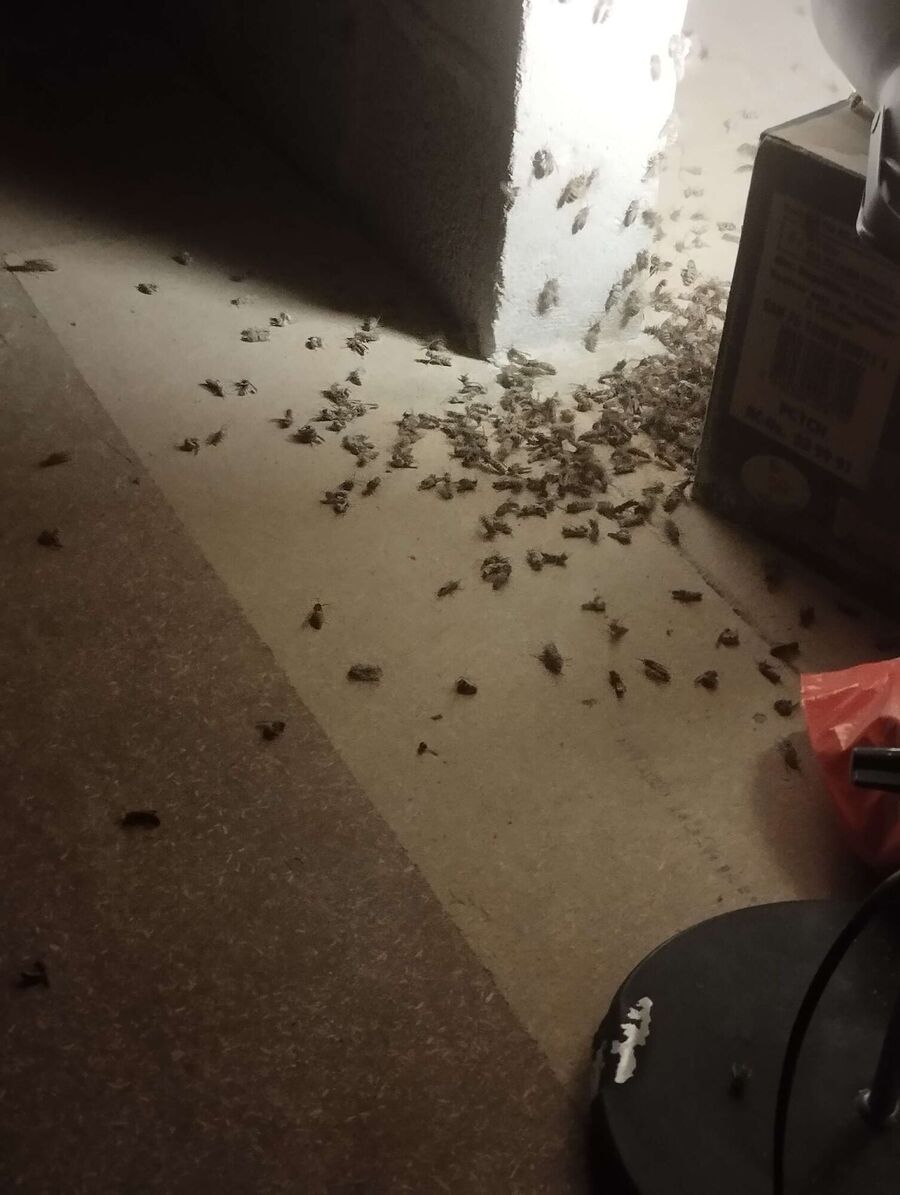 exterminateur d insectes a-Ropraz.jpg