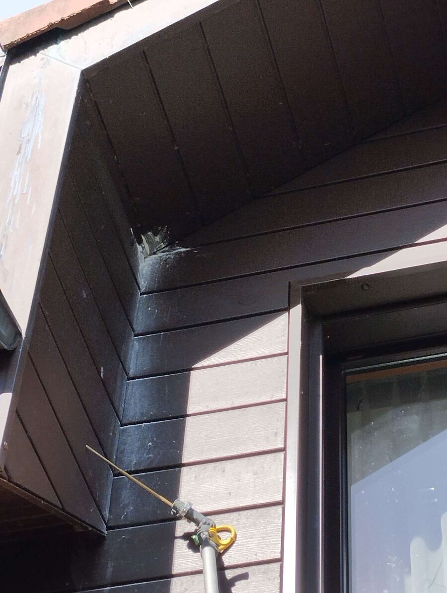 exterminateur d insectes a-Puplinge.jpg