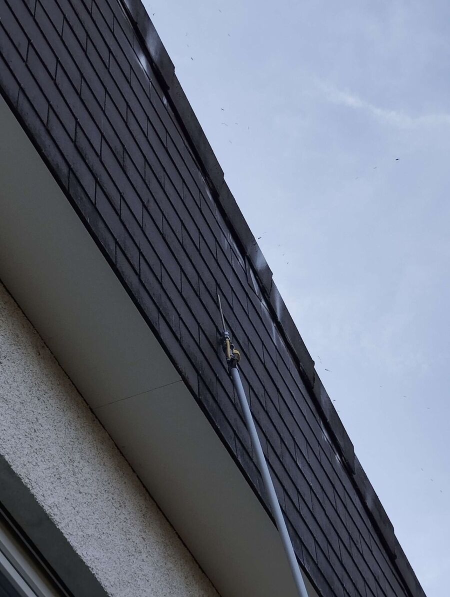 exterminateur d insectes a-Rossinière.jpg