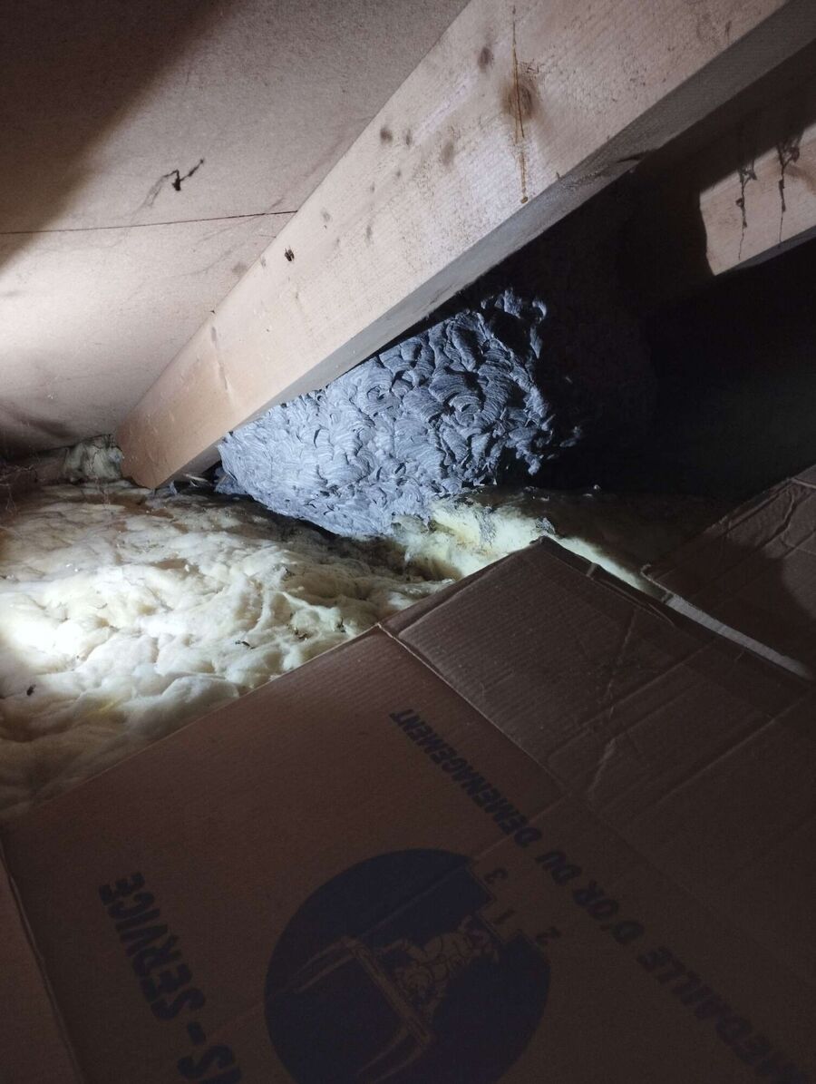 exterminateur d insectes a-Rovray.jpg