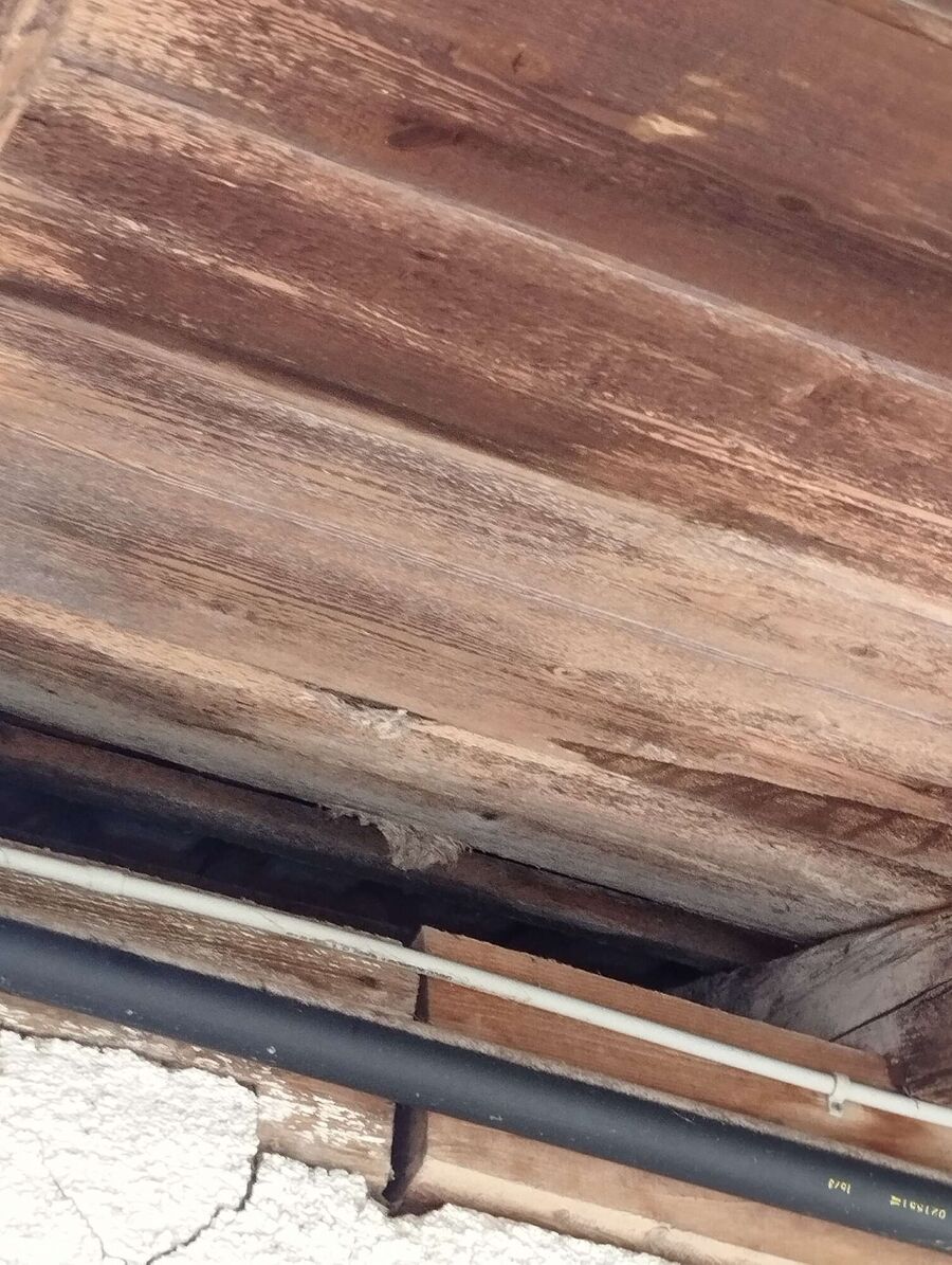 exterminateur d insectes a-Saint-Cergue.jpg