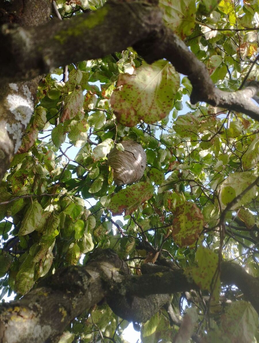 exterminateur d insectes a-Russin.jpg