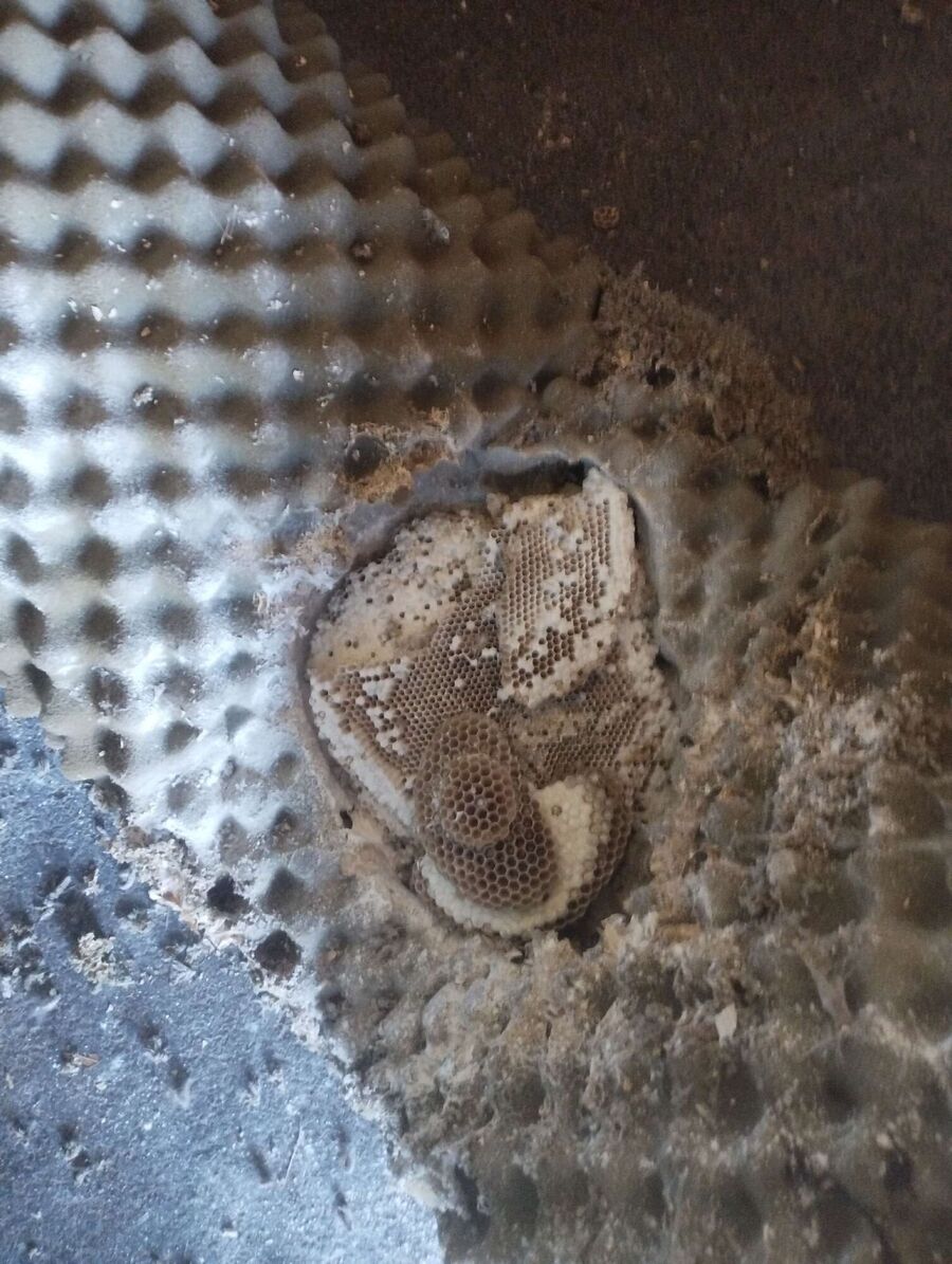 exterminateur d insectes a-Saint-Oyens.jpg