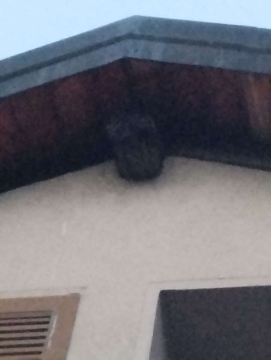 exterminateur d insectes a-Saint-Prex.jpg