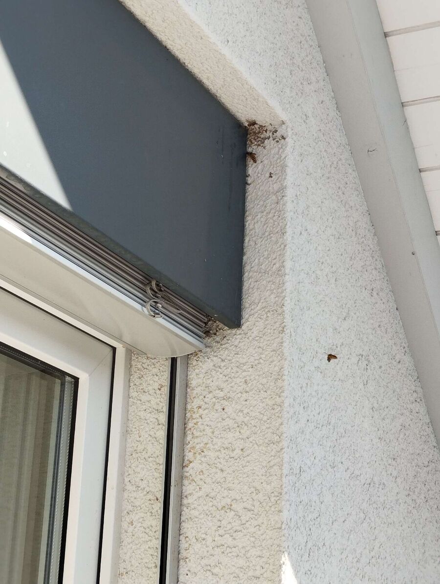 exterminateur d insectes a-Saint-Sulpice (VD).jpg