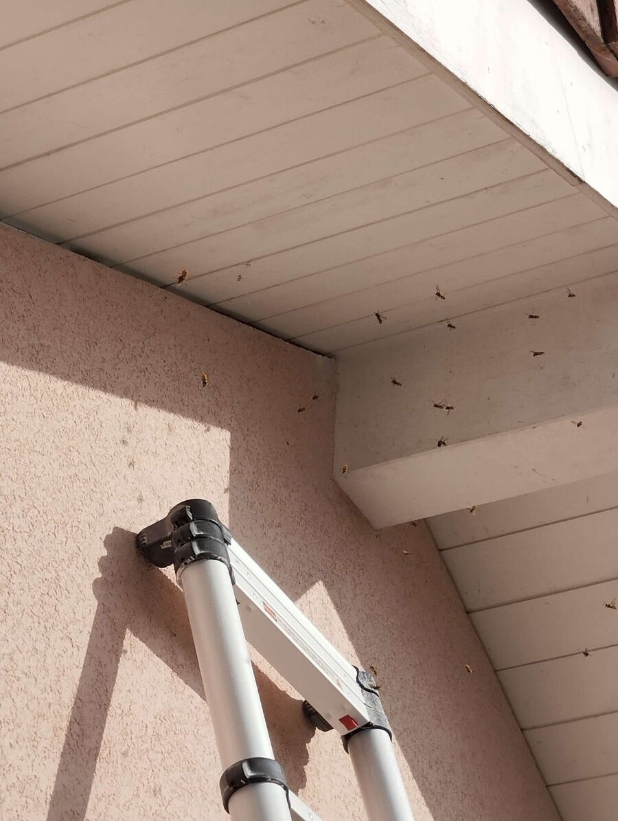 exterminateur d insectes a-Sullens.jpg