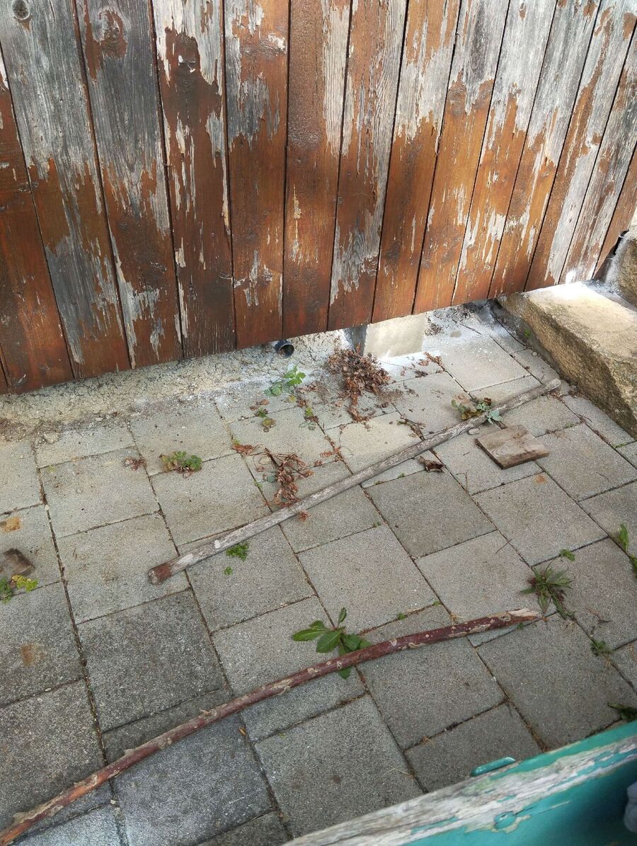 exterminateur d insectes a-Syens.jpg