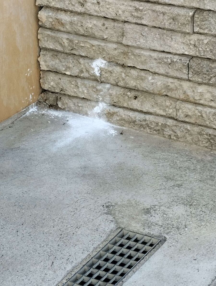 exterminateur d insectes a-Tévenon.jpg