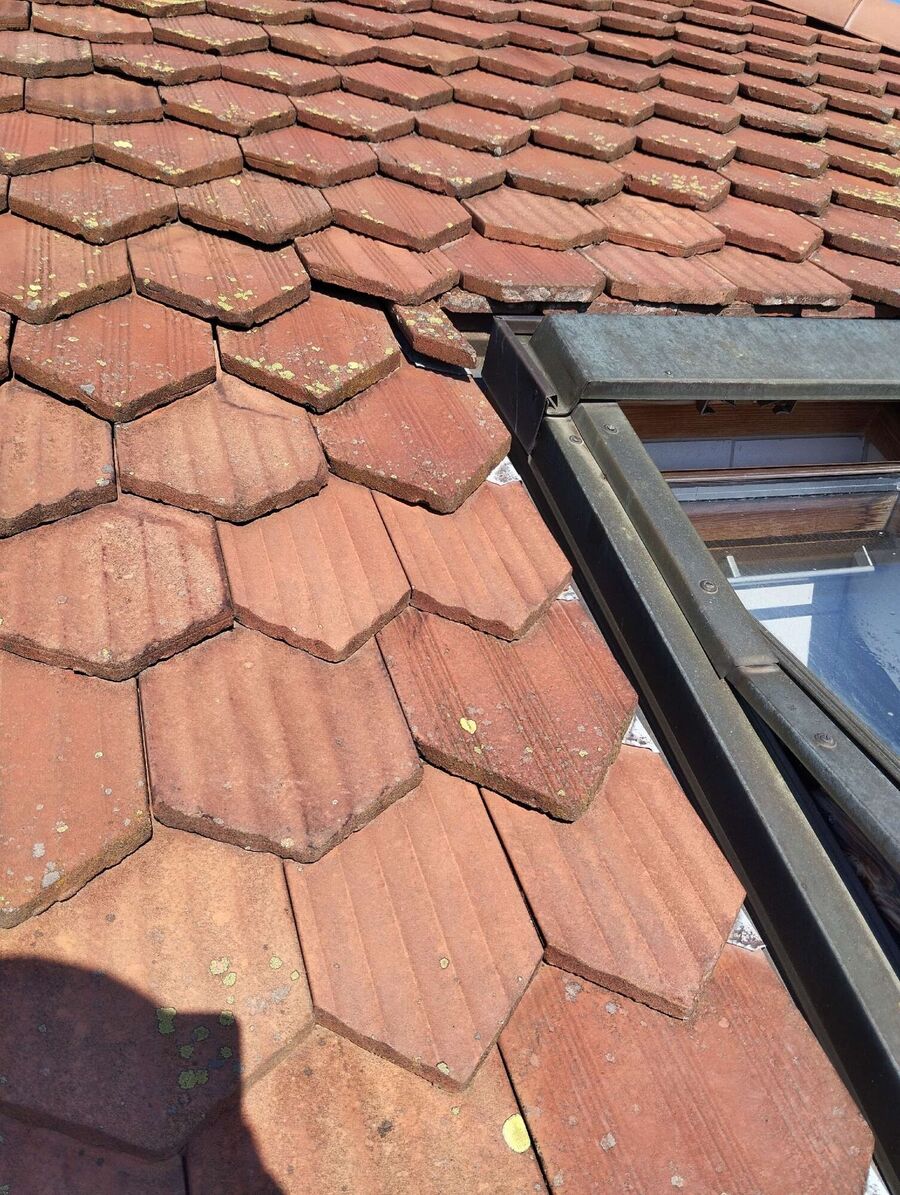 exterminateur d insectes a-Tolochenaz.jpg