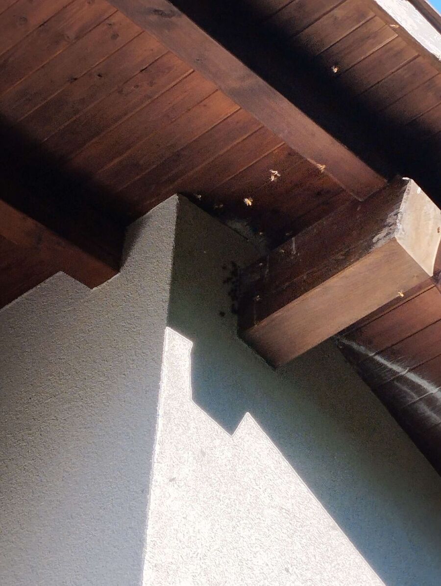 exterminateur d insectes a-Treycovagnes.jpg