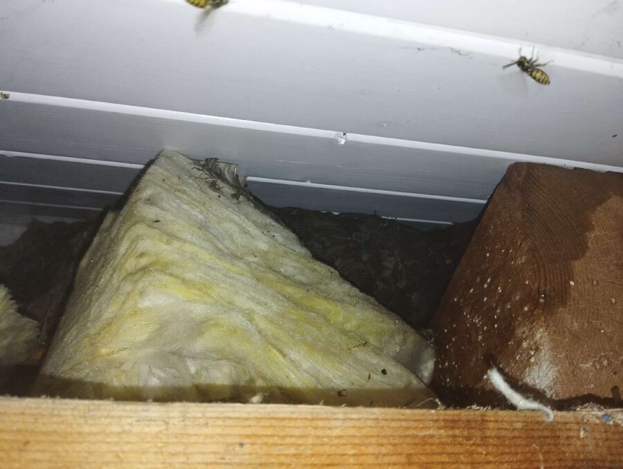 exterminateur d insectes a-Valbroye.jpg