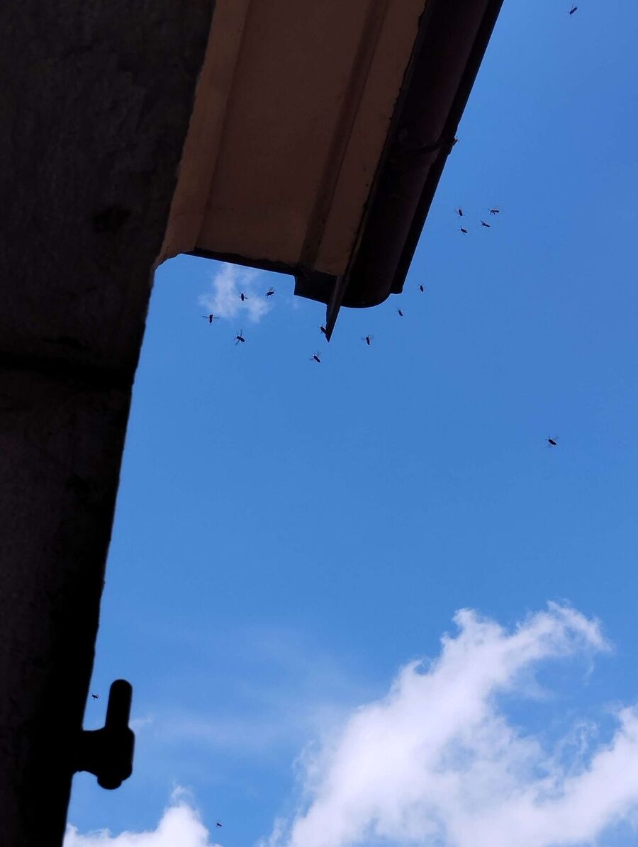 exterminateur d insectes a-Thônex.jpg