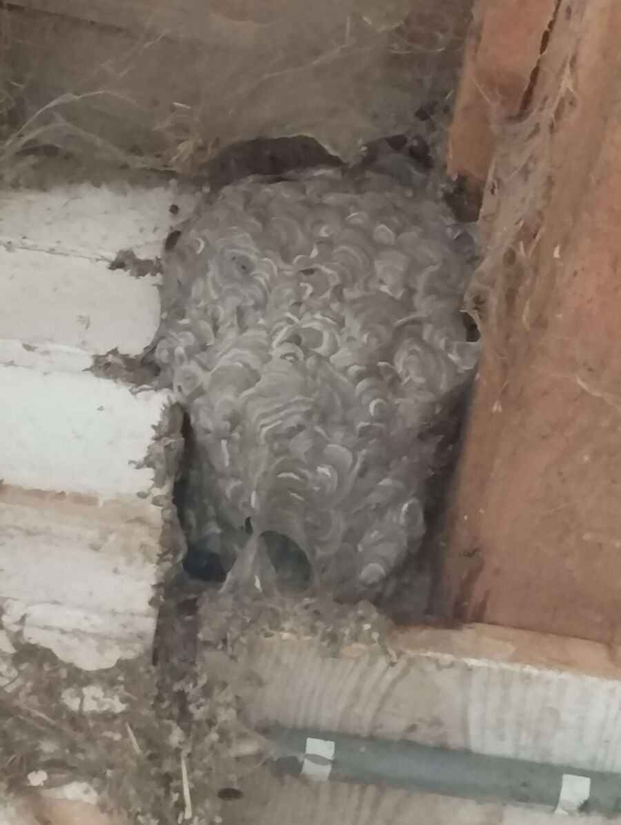 exterminateur d insectes a-Vevey.jpg