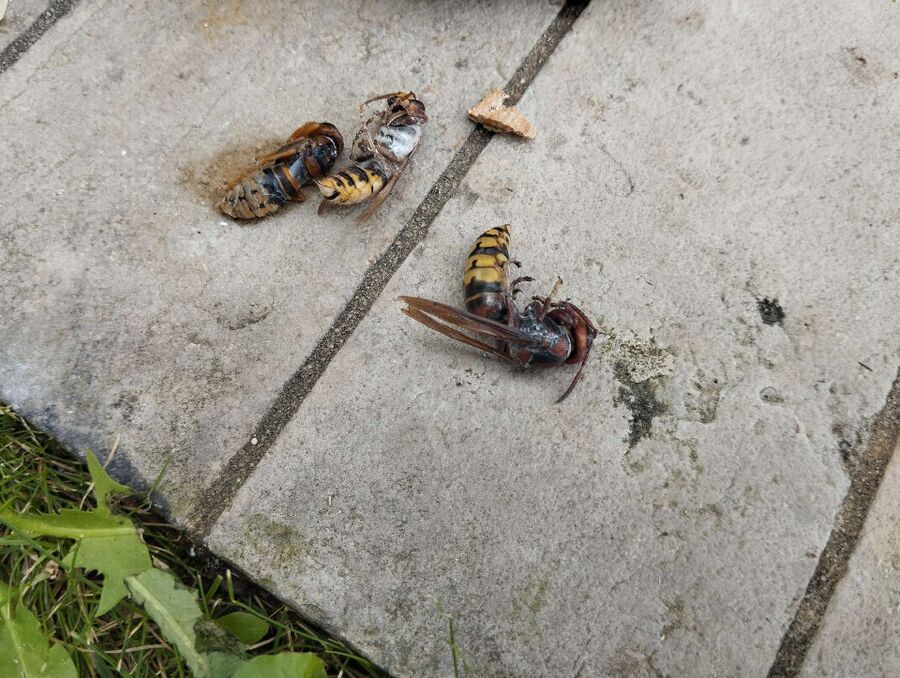 exterminateur d insectes a-Veytaux.jpg