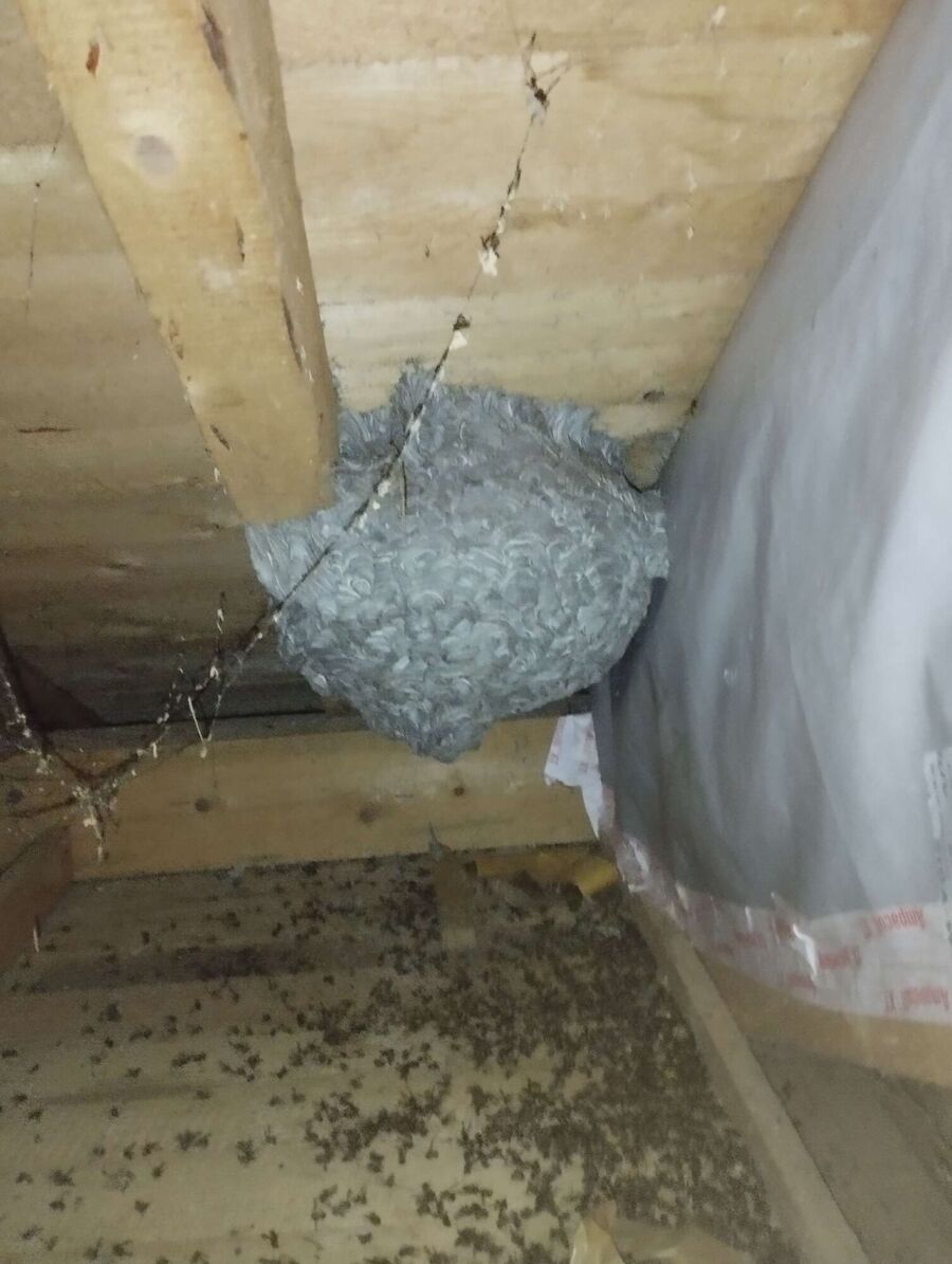 exterminateur d insectes a-Villars-le-Comte.jpg