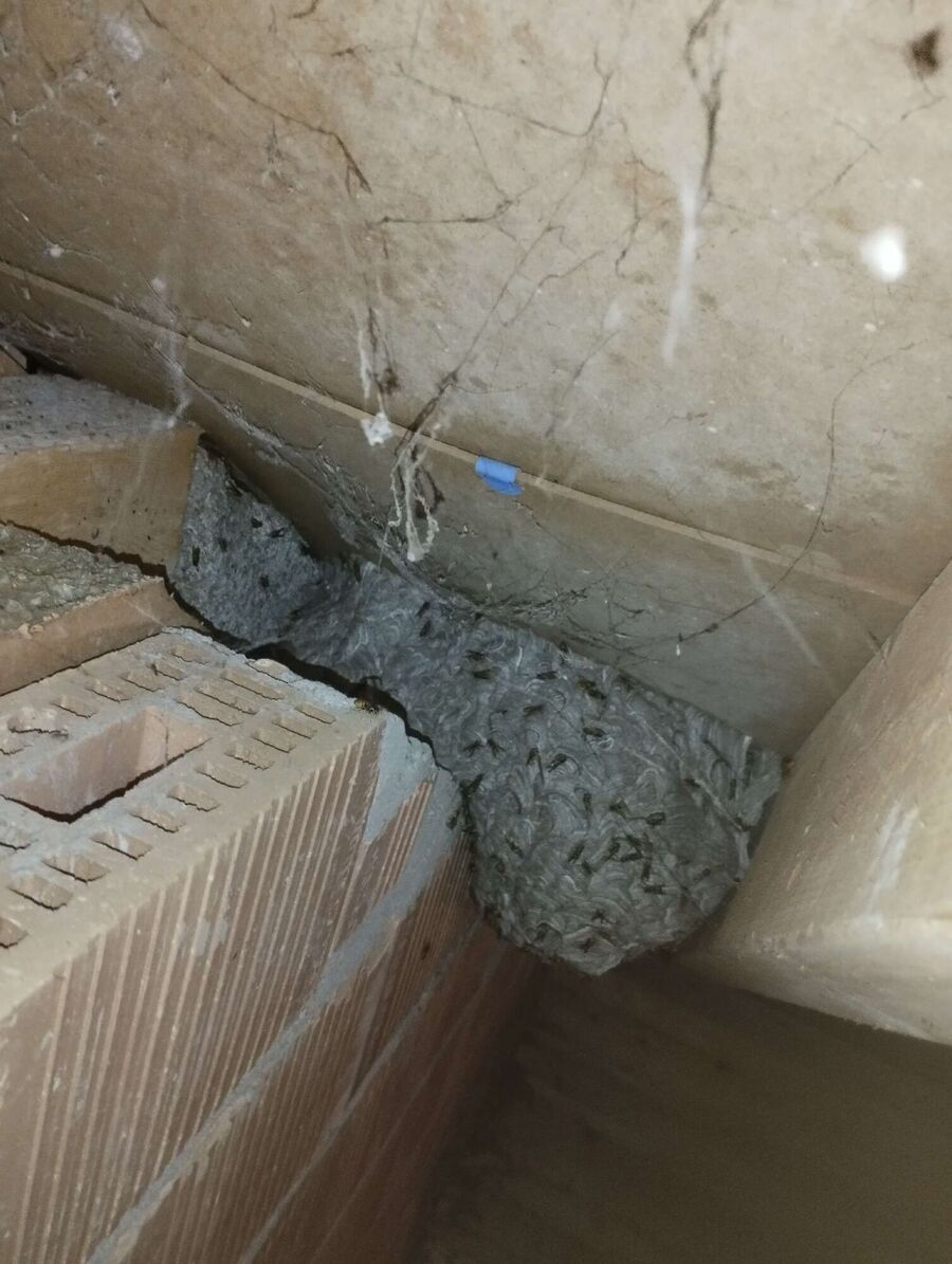 exterminateur d insectes a-Villars-sous-Yens.jpg