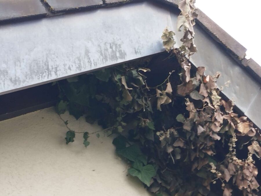 exterminateur d insectes a-Villarzel.jpg