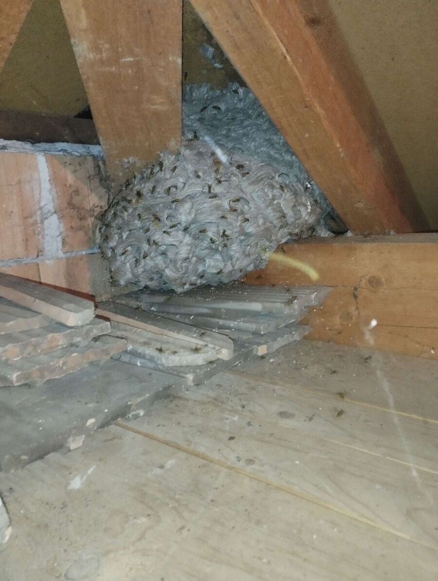 exterminateur d insectes a-Villeneuve (VD).jpg