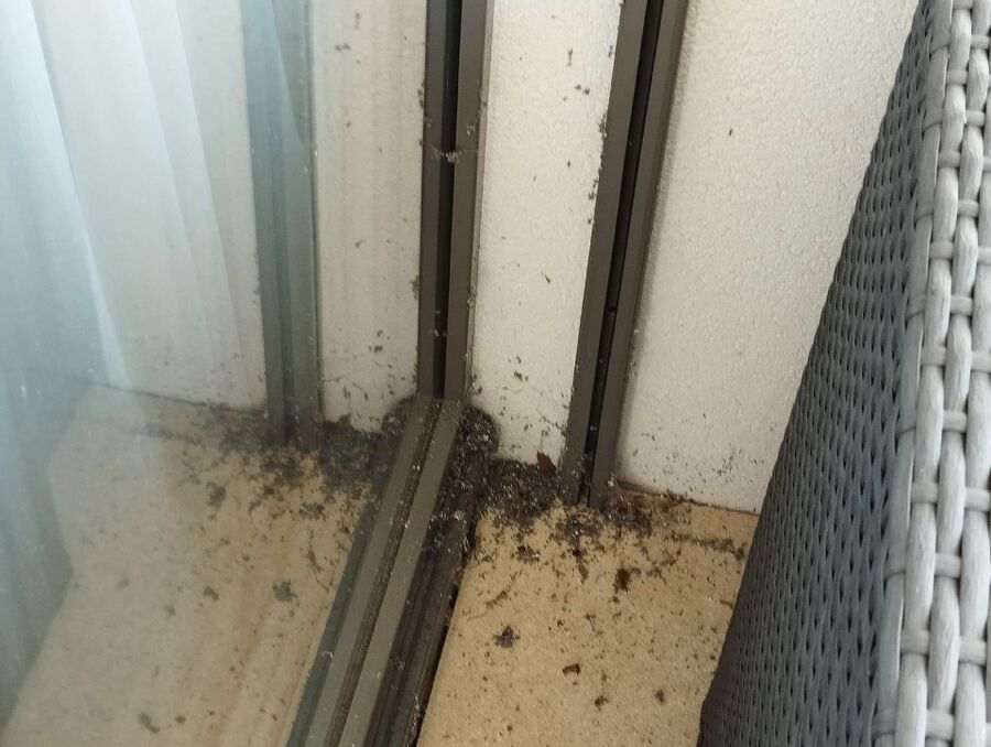 exterminateur d insectes a-Vuarrens.jpg