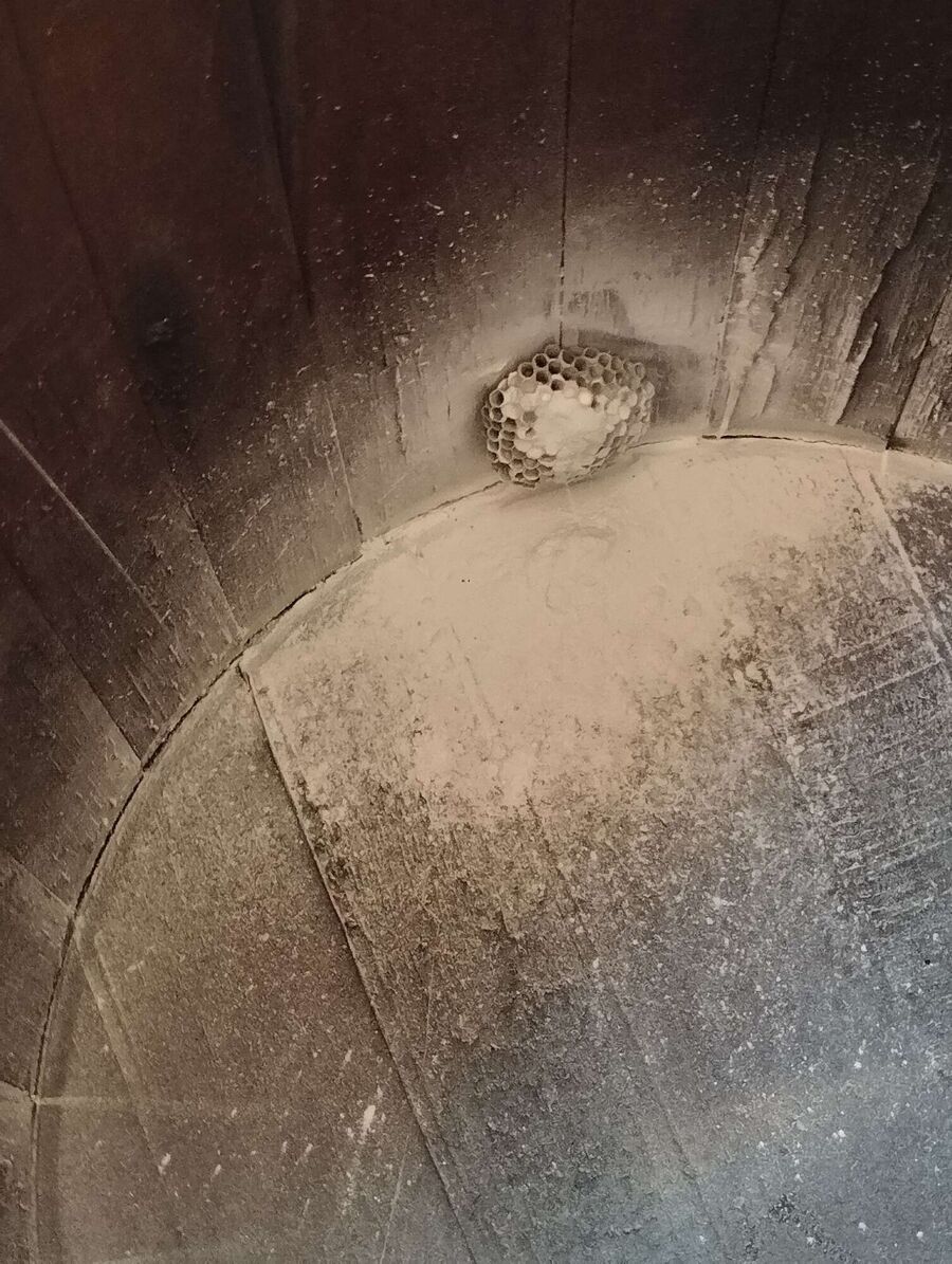 exterminateur d insectes a-Vucherens.jpg