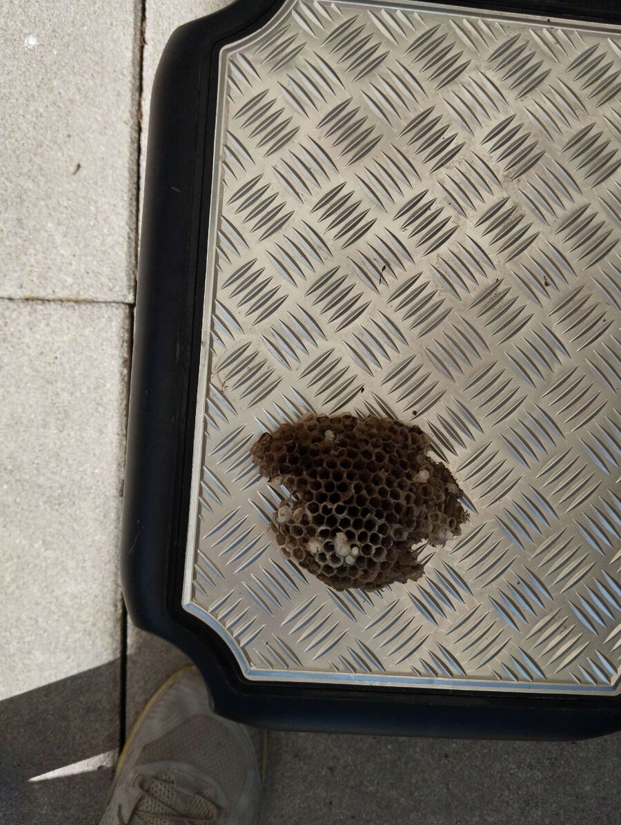 exterminateur d insectes a-Vufflens-le-Château.jpg