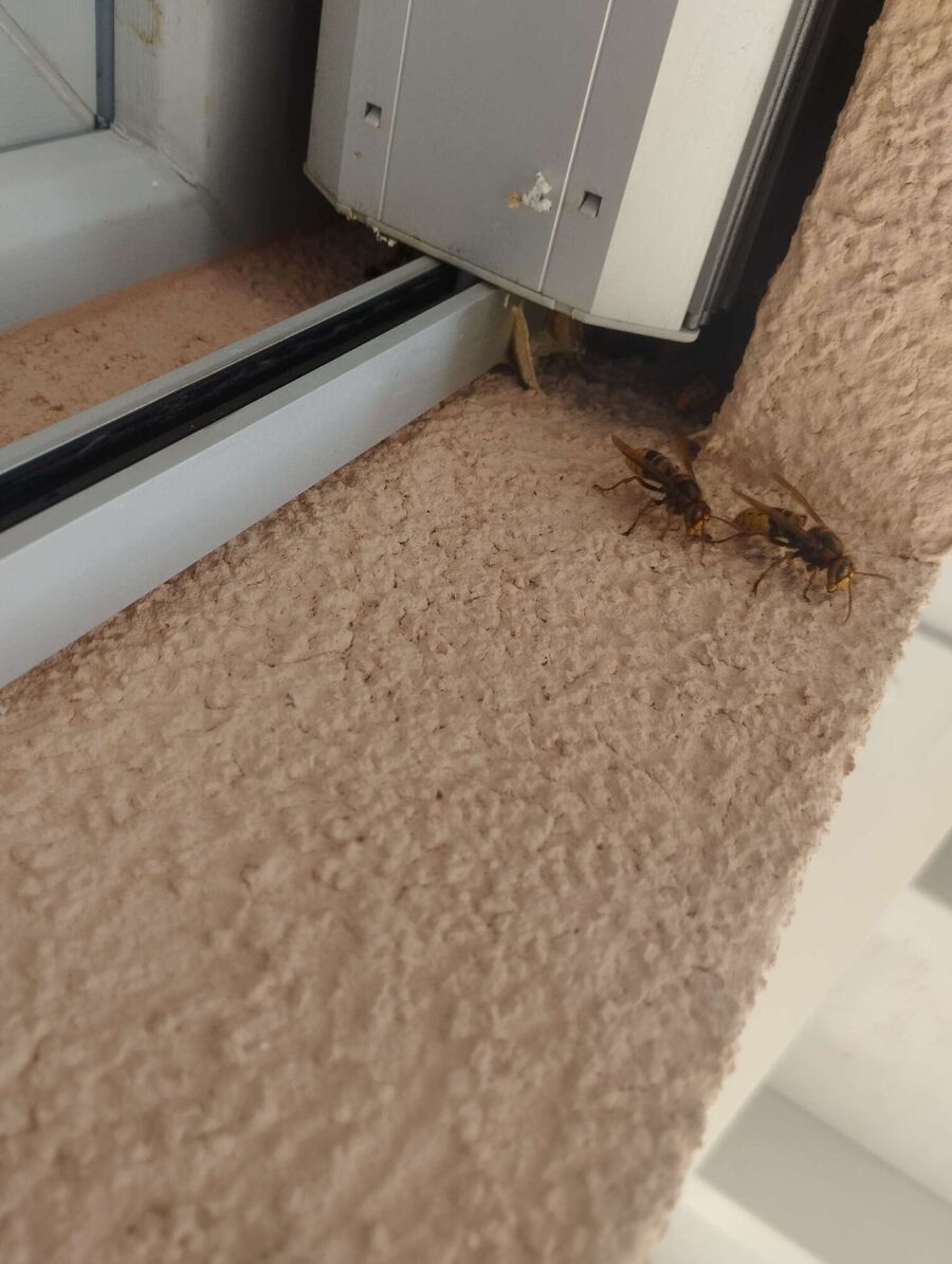 exterminateur d insectes a-Vugelles-La Mothe.jpg