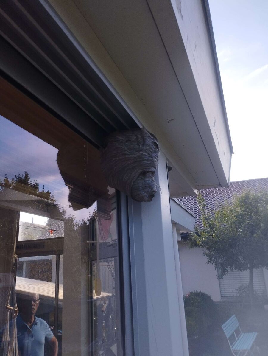 exterminateur d insectes a-Vuiteboeuf.jpg