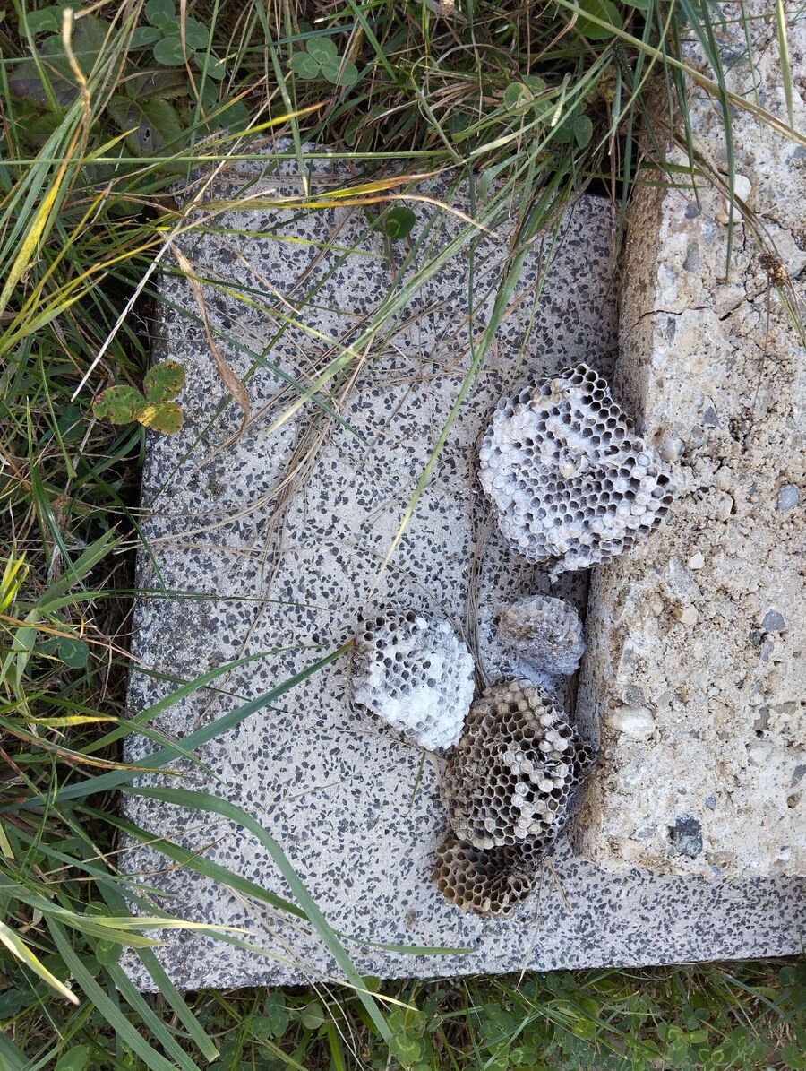 exterminateur d insectes a-Vulliens.jpg