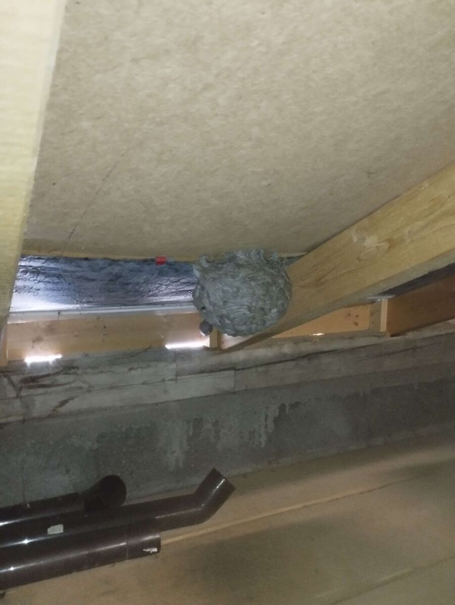 exterminateur d insectes a-Vully-les-Lacs.jpg