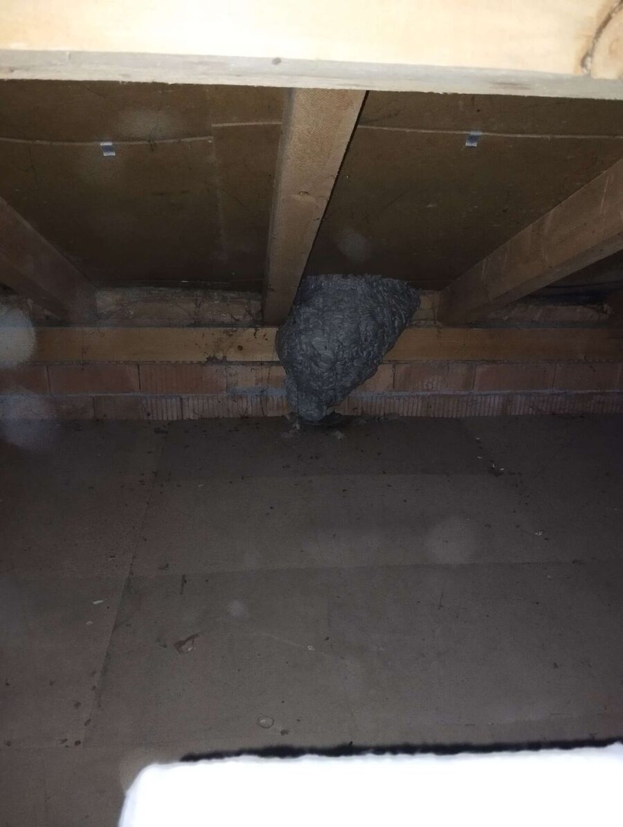 exterminateur d insectes a-Yens.jpg