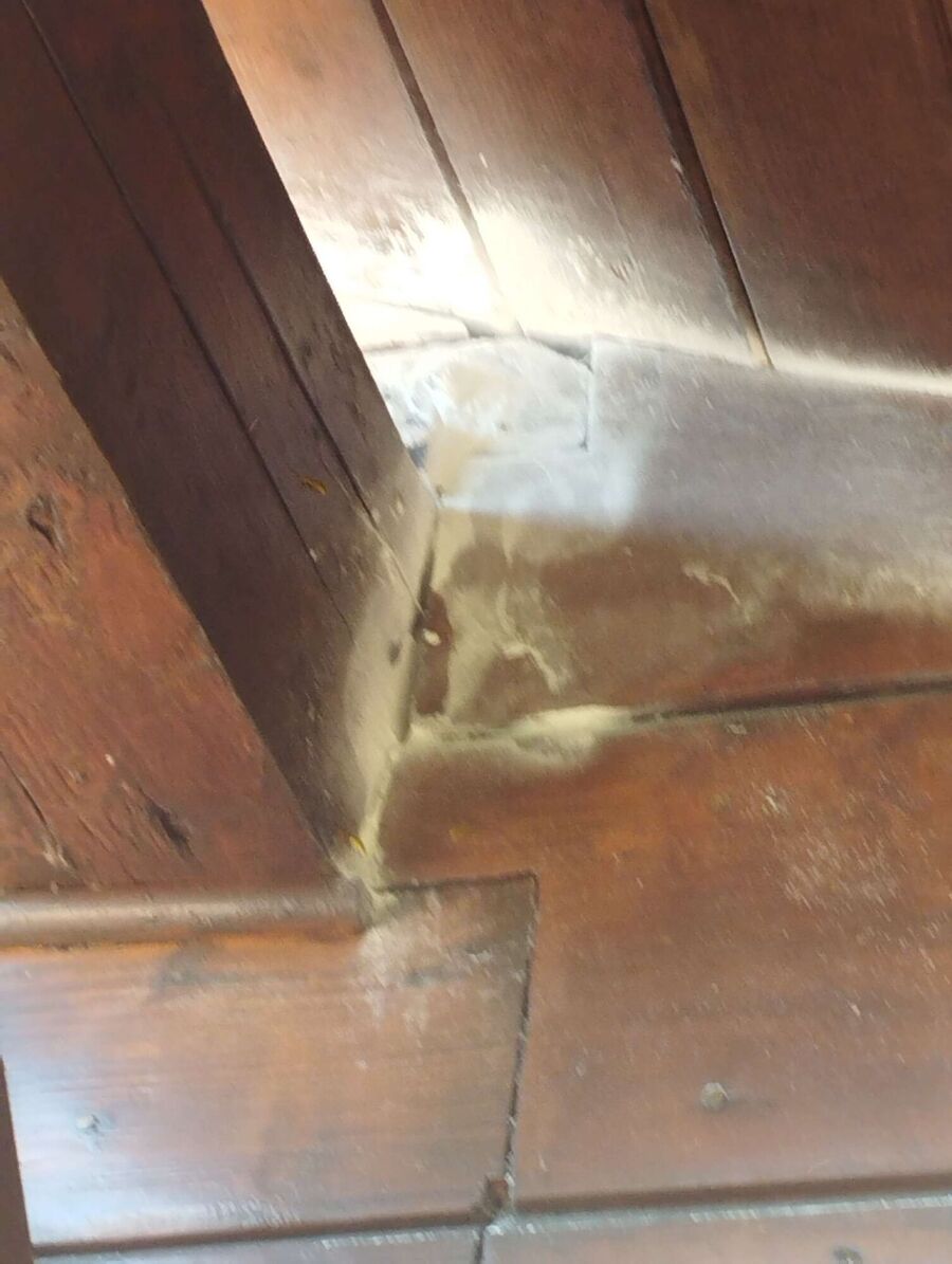 exterminateur d insectes a-Yverdon-les-Bains.jpg