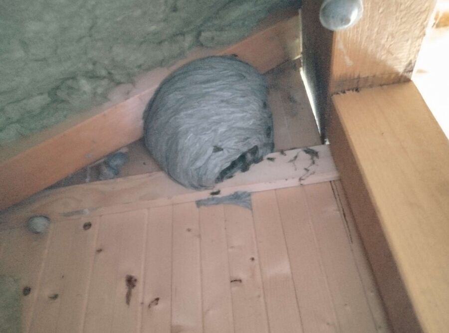 exterminateur d insectes a-Yvonand.jpg