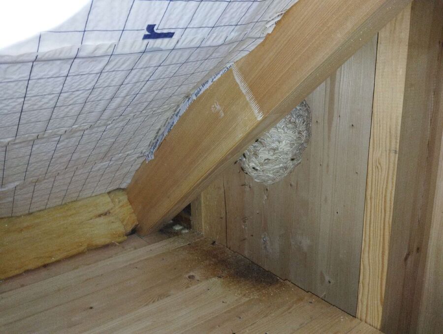 desinfestateur a proximite