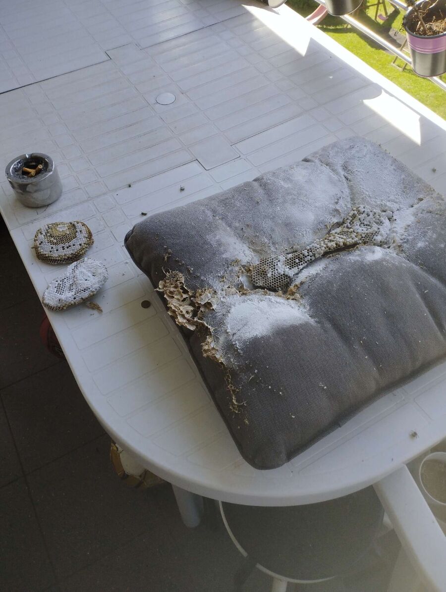 desinfestateur a proximite