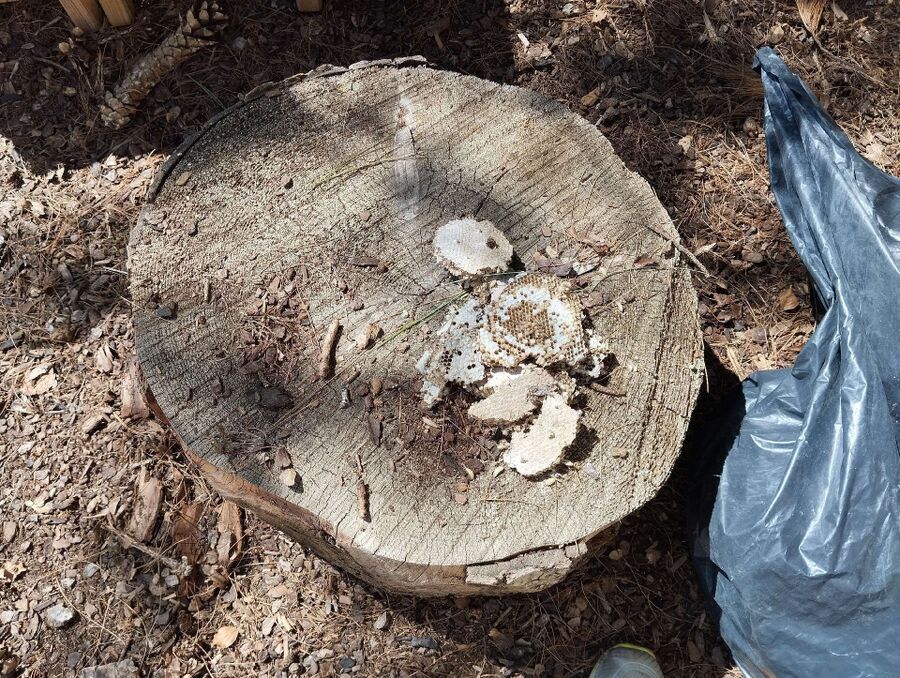 desinfestateur a proximite