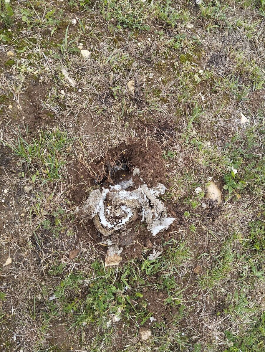 desinfestateur a proximite